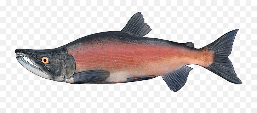 Sockeye Salmon Png Image With No - Coho Salmon,Salmon Transparent Background