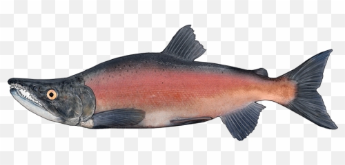 Sockeye Salmon Png Image With No - Coho