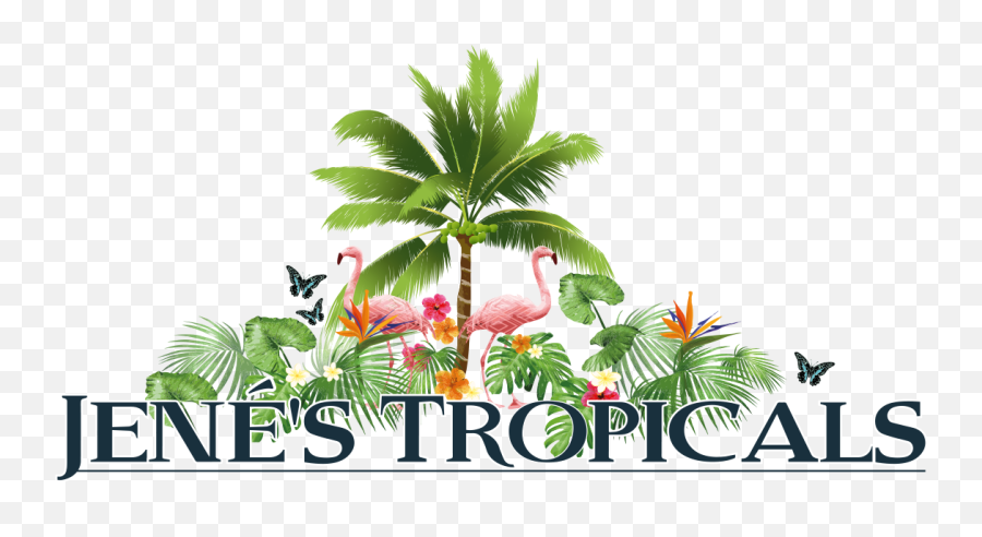 Exotic Fruits St Petersburg Florida Jeneu0027s Tropicals - Tropicals Png,Tropical Tree Png