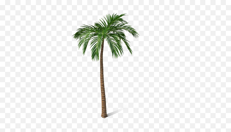 Palm Tree Png Free File Download - Borassus Flabellifer,Free Tree Png
