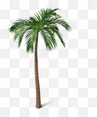 Palm Tree Png Free File Download - Borassus Flabellifer,Free Tree Png