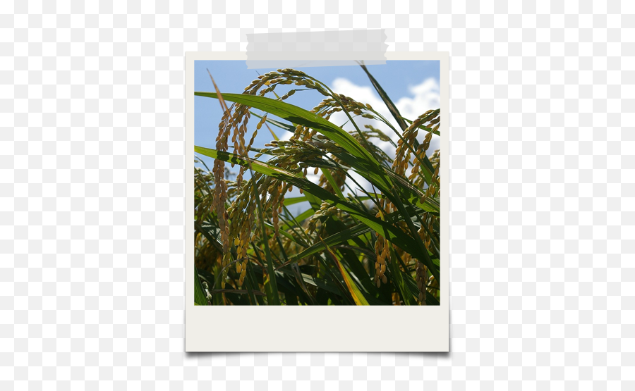 Why Gluten - Free U2013 Edward U0026 Sons Trading Co Rise Plants Png,Gluten Free Icon Png