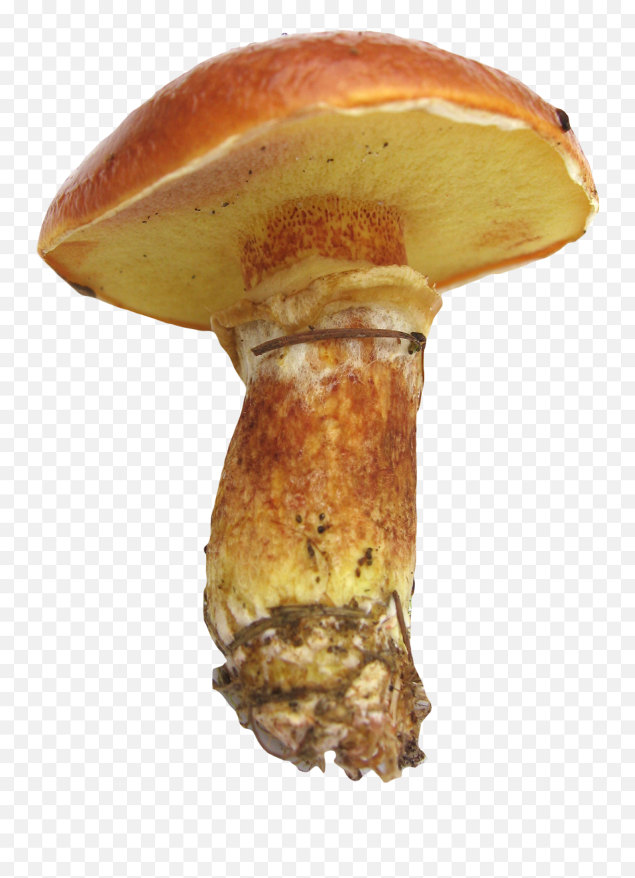 Download Mushroom Png Image For Free - Cut Outs Mushroom,Mushroom Png