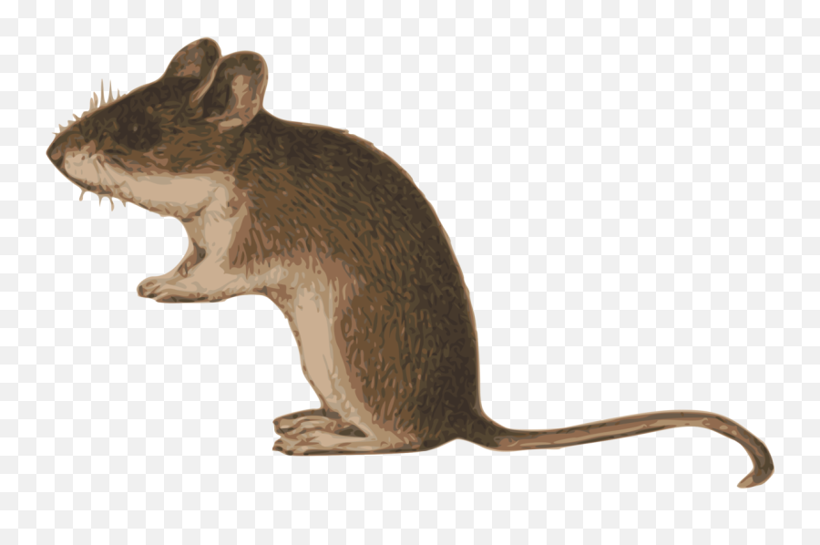 Mice Clipart Mouse Tail Transparent Free - Transparent Background Mouse Animal Png,Mice Png