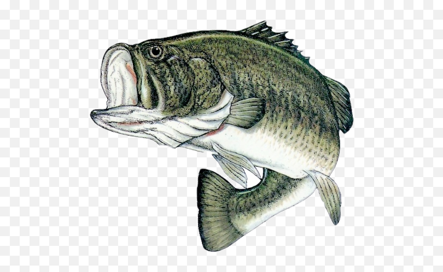 Bass Fish Png 2 Image - Largemouth Bass Png,Bass Fish Png