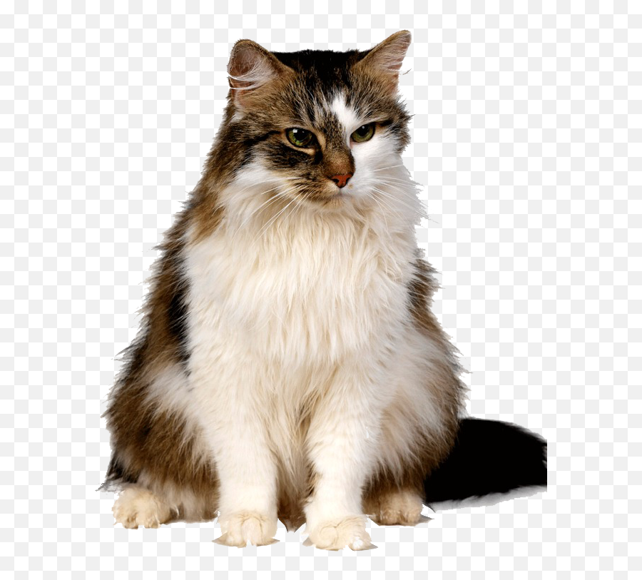 Cute Kittens Png Free Download