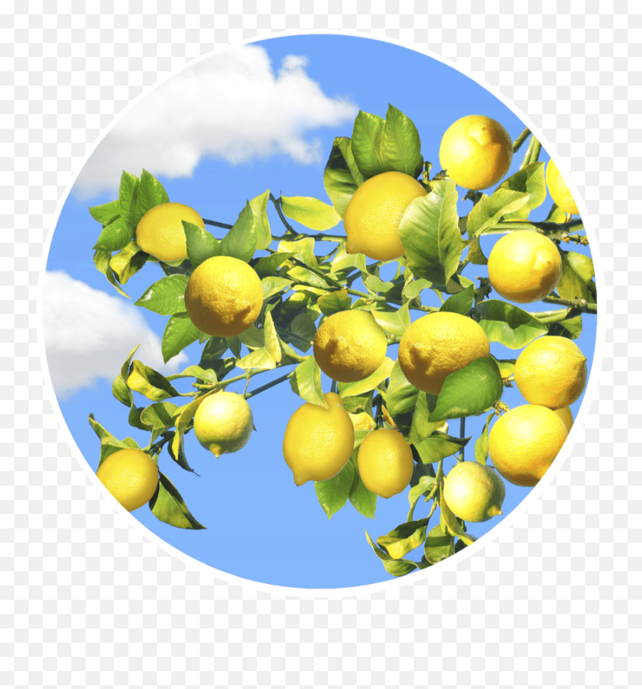 Download Lemon Tree Screen Door Magnets - Screen Door Png Sweet Lemon,Lemon Tree Png