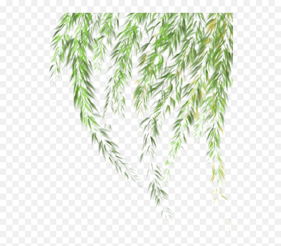 Willow - Willow Tree Leaves Png,Willow Tree Png