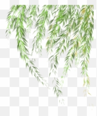 Willow - Willow Tree Leaves Png,Willow Tree Png
