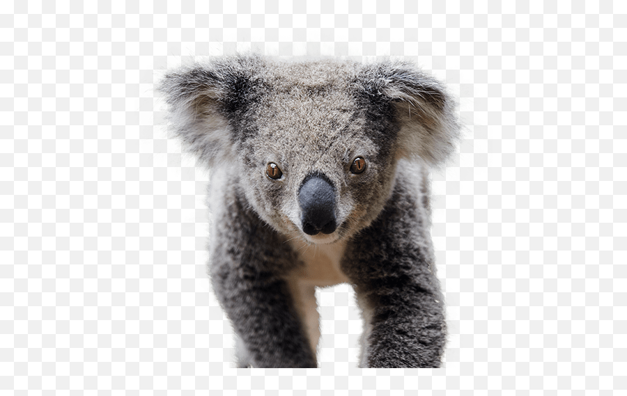 Oakvale Wildlife - Koala Png,Koala Transparent