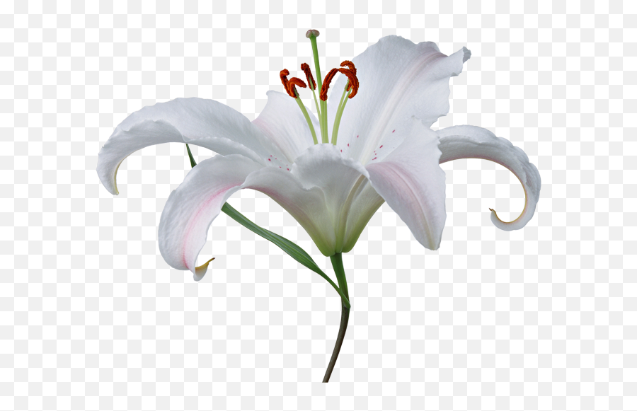 Lilium Png - Fleur De Lys Blanche Png,Lily Png