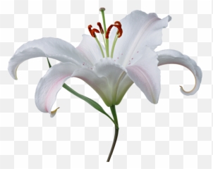 Lilium Png - Fleur De Lys Blanche Png,Lily Png