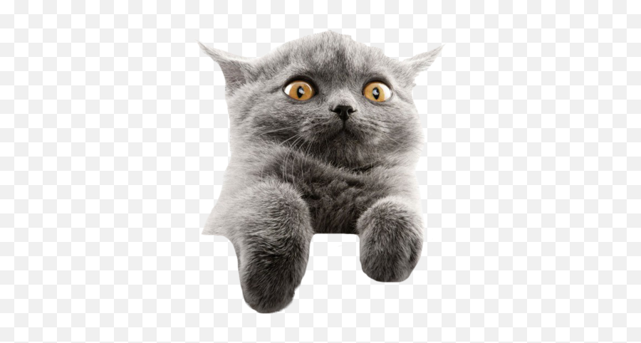 Funny Cat Meme Editit Cool Freetoedit - Funny Cat Png Transparent,Funny Cat Png