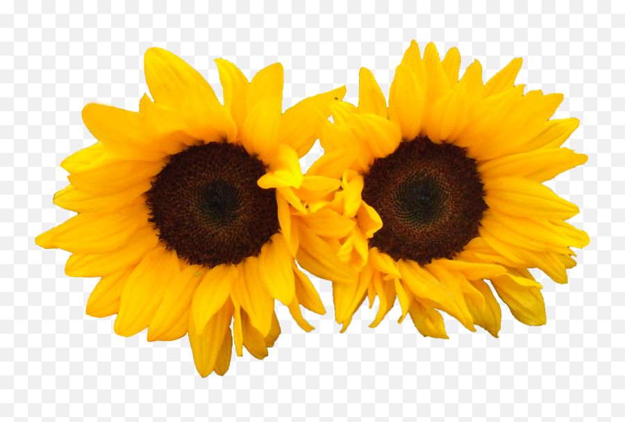 Download Sun Flowers Png Image For Free - Beight Flowers Png Transparent,Yellow Flower Png