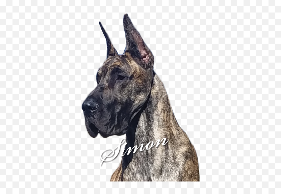 Moonriver Great Danes - Simon Great Dane Png,Great Dane Png