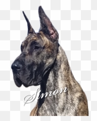 Moonriver Great Danes - Simon Great Dane Png,Great Dane Png