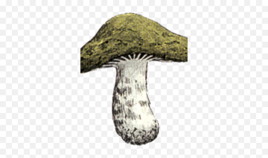 Sleepy Toadstool Zeldapedia Fandom - Shiitake Png,Toadstool Png