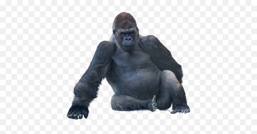 Gorilla - Gorilla Glass Png,Gorilla Png