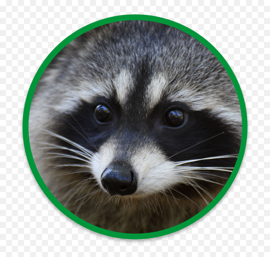 Humane U0026 Safe Raccoon Removal Wildside Wildlife - Procyon Png,Raccoon Transparent
