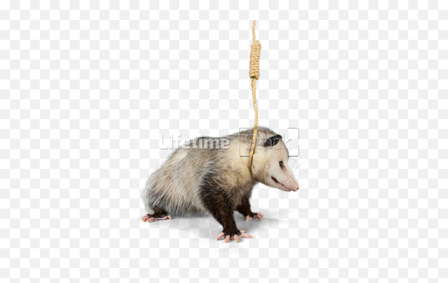 Hanging Noose Around Neck - Opossum Png,Possum Png