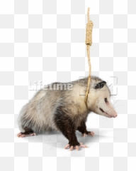 Hanging Noose Around Neck - Opossum Png,Possum Png