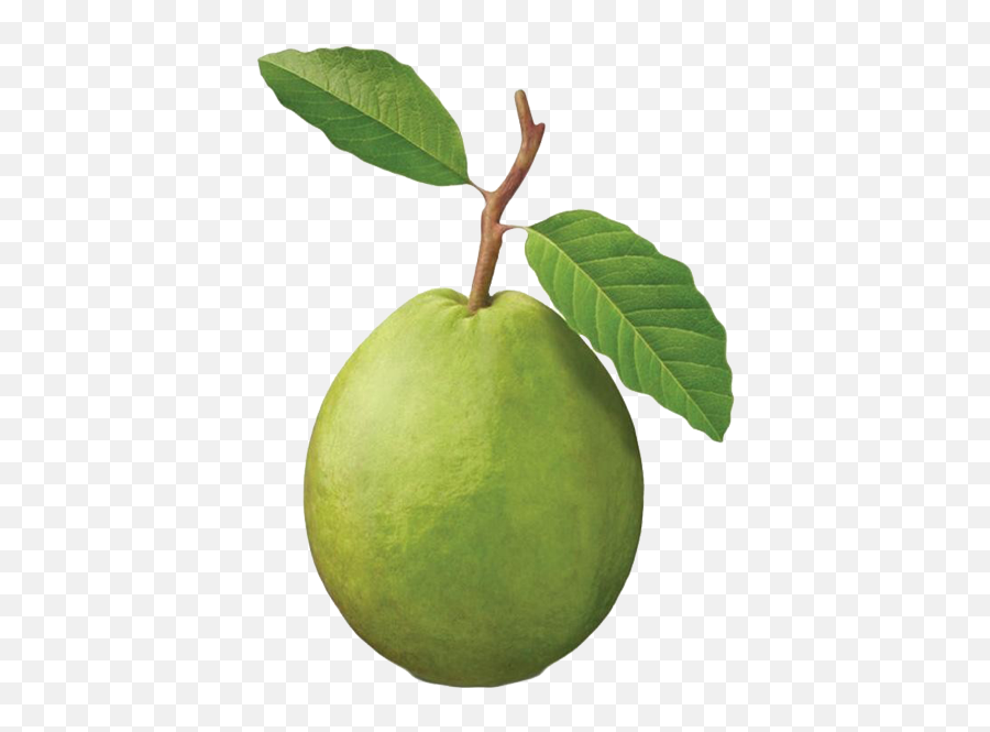 Guava Png Images Transparent Background - Guava Png,Guava Png