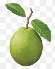 Guava Png Images Transparent Background - Guava Png,Guava Png