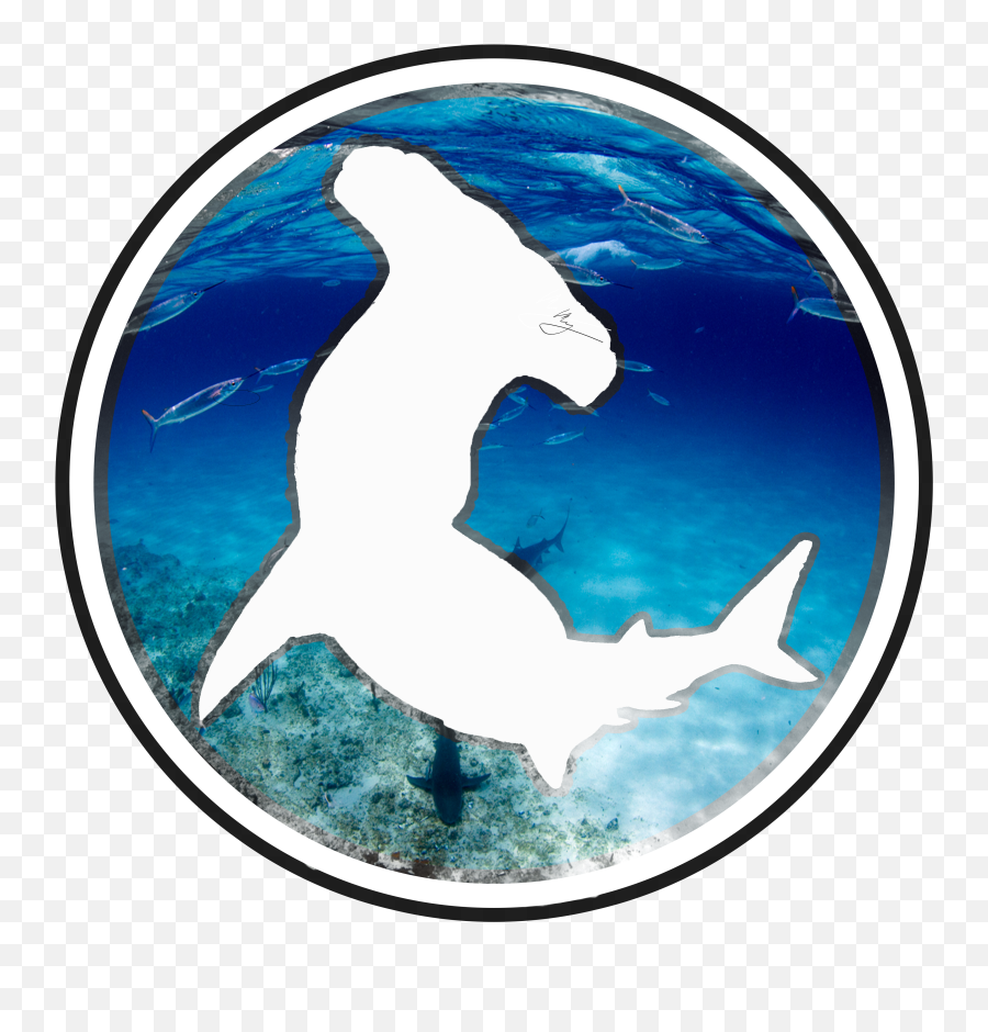 Shark - Bronze Hammerhead Shark Png,Hammerhead Shark Png