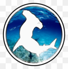 Shark - Bronze Hammerhead Shark Png,Hammerhead Shark Png