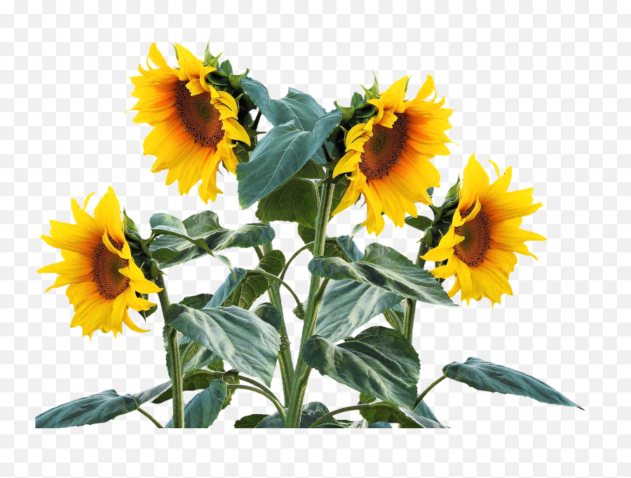 Download Sunflower Summer Sun Plant - Sunflower Plant Png Sunflower Plant Png,Summer Sun Png