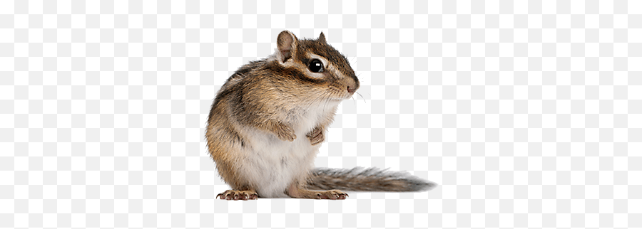 Chipmunk Pest Control Satisfaction Guaranteed Enviropest Ny - Chipmunk Png,Chipmunk Png