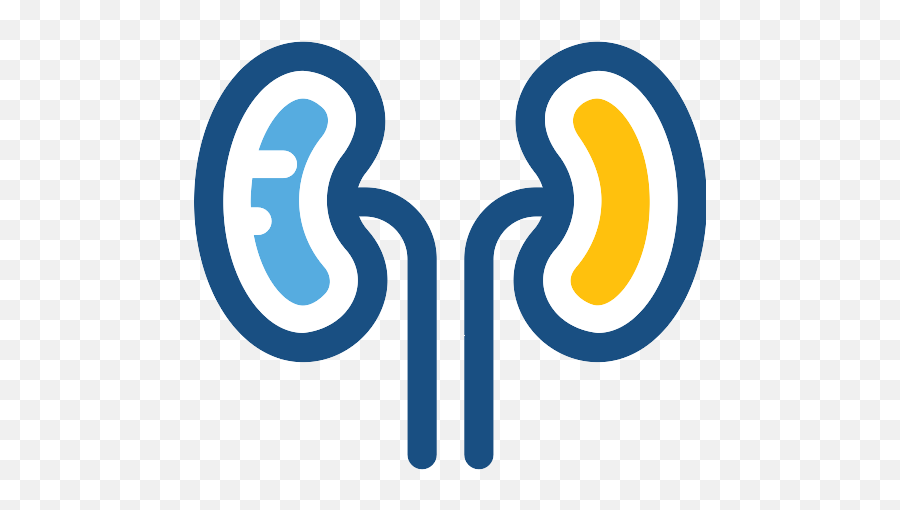 Kidneys Kidney Png Icon - Vertical,Kidney Png