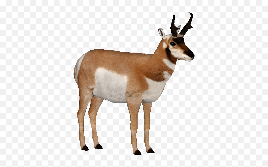 Pronghorn - American Antelope Png,Antelope Png