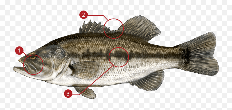 Largemouth Bass - Bass Png,Largemouth Bass Png