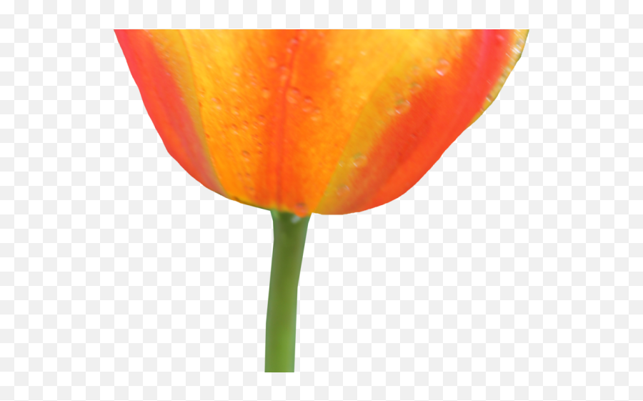 Orange Flower Clipart Transparent Background - Flower Png Tulip,Flower Clipart Transparent Background