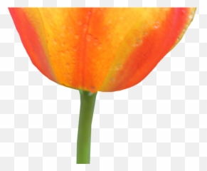 Orange Flower Clipart Transparent Background - Png Tulip
