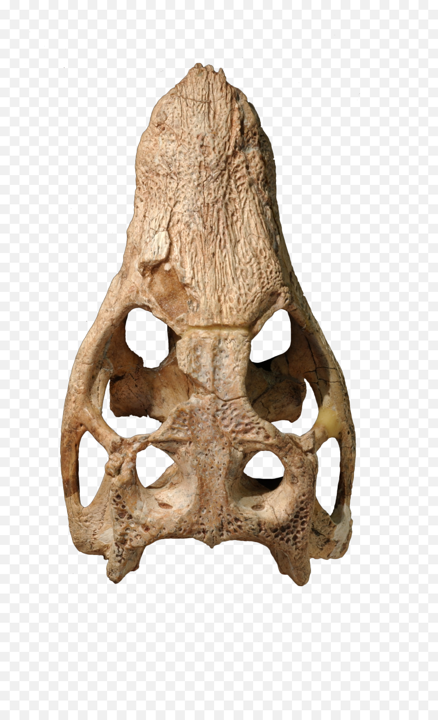 Araripesuchus Skull Png Image With No - Driftwood,Dinosaur Skull Png