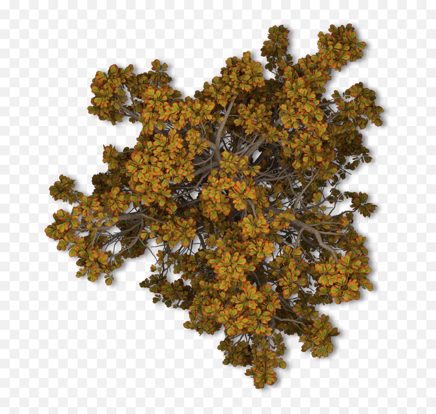 Fall Tree Png - Free Png Trees Top View,Tree Top View Png