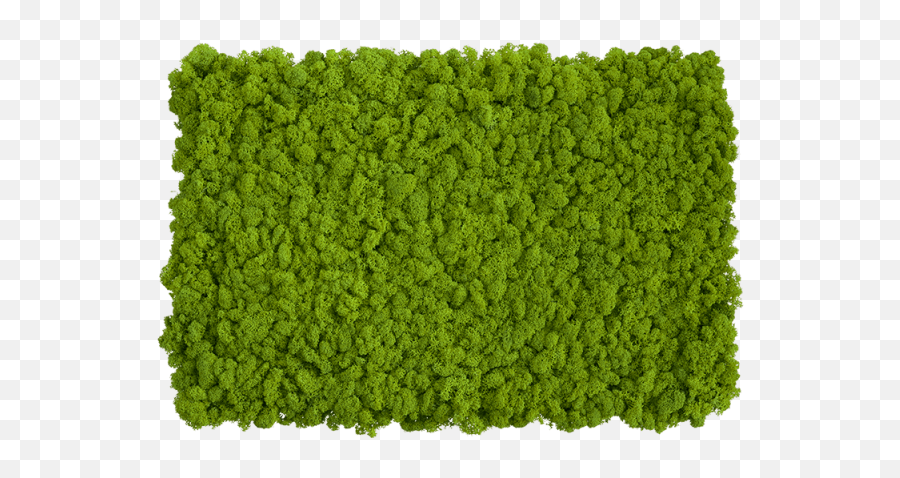 Download Hd Self Assembly Of Moss Wall Moss Png Texture Moss Png Free Transparent Png Images Pngaaa Com - roblox moss texture