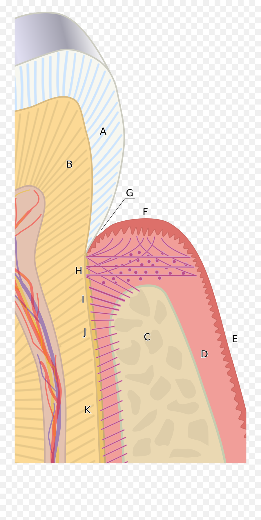 Periodontal Fiber - Gingival Fibers Png,Tooth Transparent Background