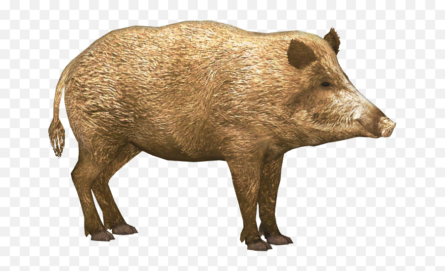 Boar Png Images Free Download Wild Pig - Wild Boar,Pig Transparent