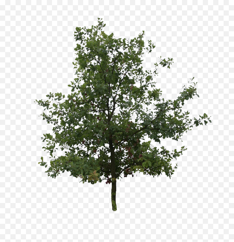 Oak Png High - Cut Out Tree Free,High Resolution Png
