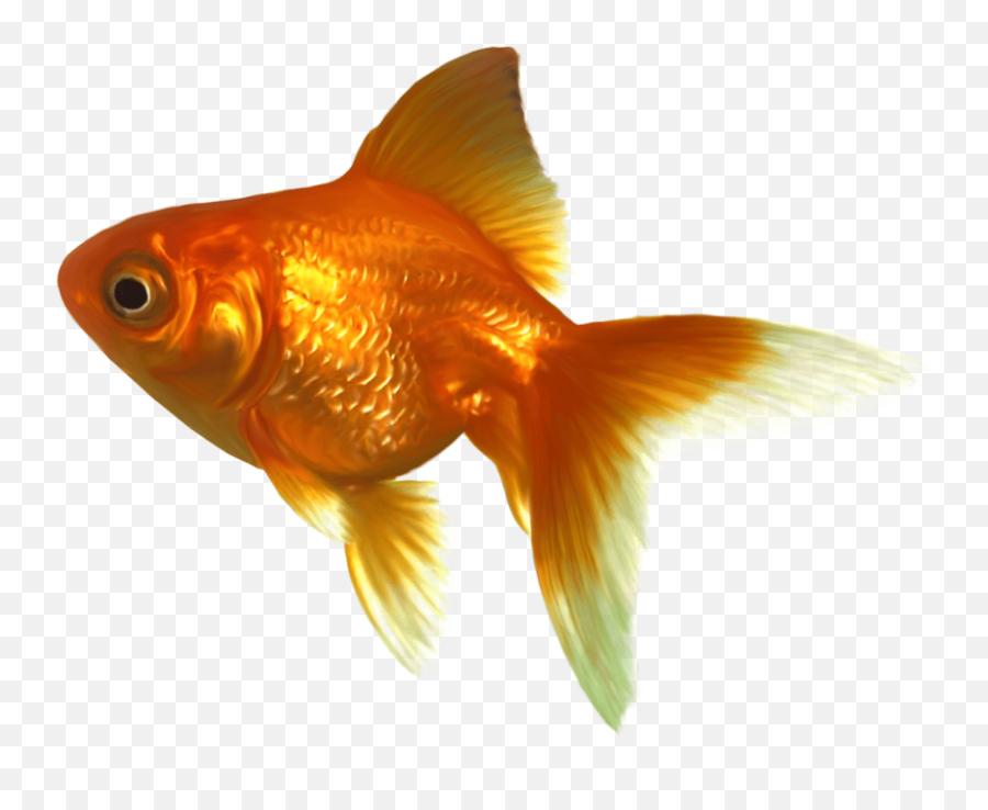 Goldfish Clipart Transparent Background - Goldfish Png,Fish Clipart Transparent Background