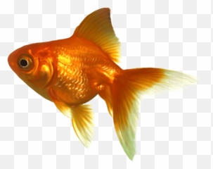 Goldfish Clipart Transparent Background - Png