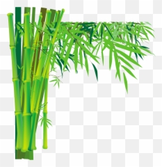 Bamboo Png - Transparent Background