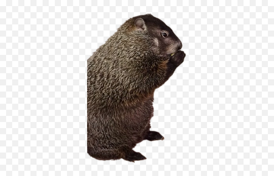 Download Groundhog Transparent Png Image With No Background - Real Groundhog No Background,Groundhog Png