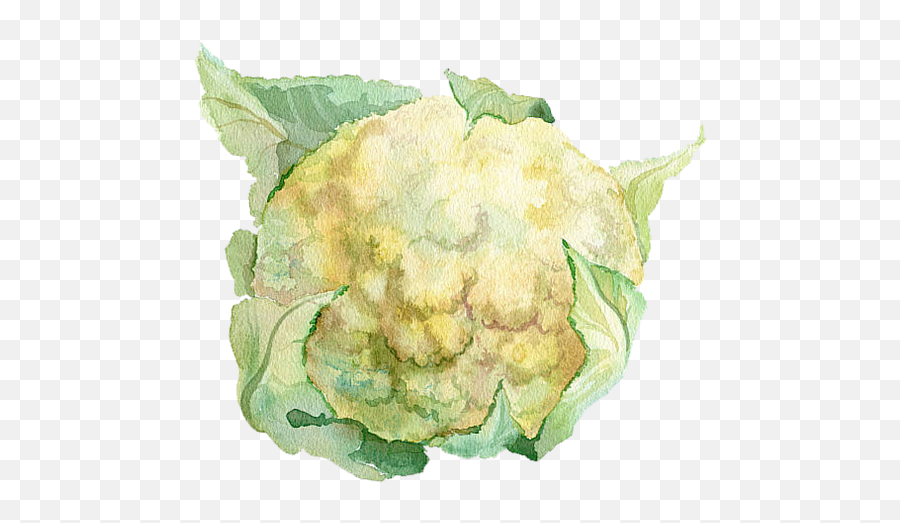 Our Crust Ethanu0027s Cauliflower - Watercolor Vegetables Png,Cauliflower Png