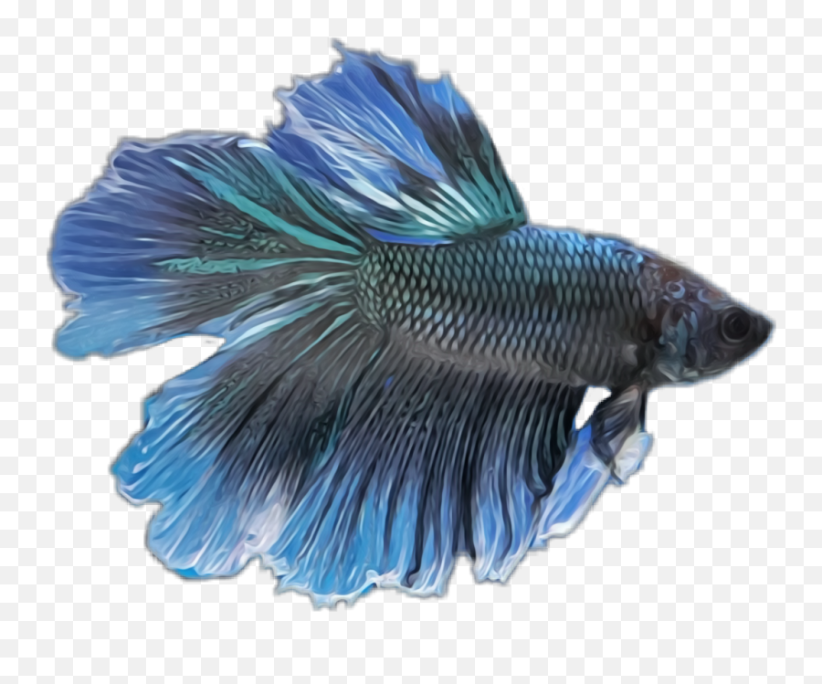 Betta - Realistic Betta Fish Drawing Png,Betta Fish Png - free transparent  png images 