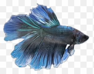 Betta - Realistic Betta Fish Drawing Png,Betta Fish Png