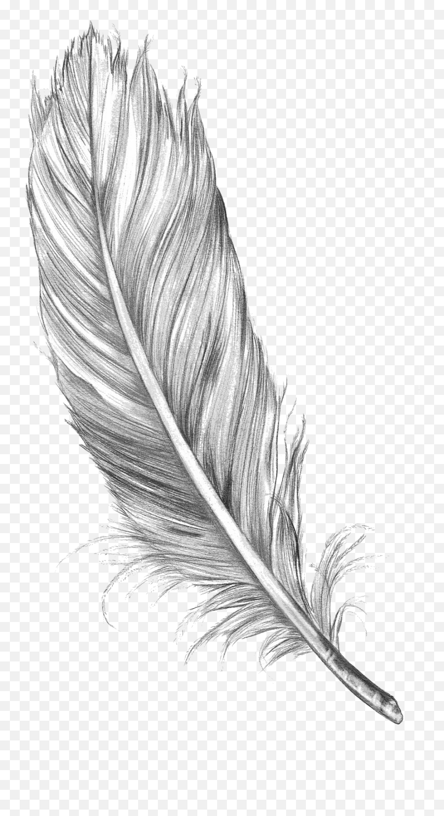 Drawing Feather Bird Art Sketch - Feather Sketch Png,Black Feather Png